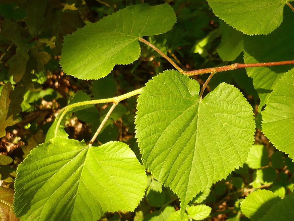 Tilia x europaea (Malvaceae)